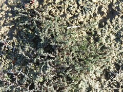 Camphorosma monspeliaca