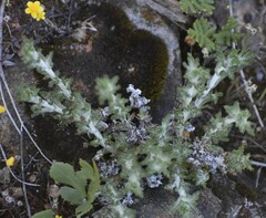 Eriophyllum confertiflorum