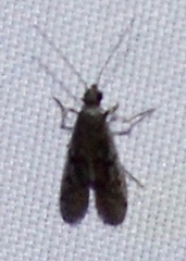 Vitula edmandsii