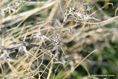 Centaurea solstitialis