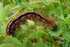 Malacosoma castrense