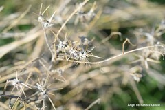 Centaurea solstitialis
