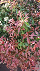 Photinia × fraseri
