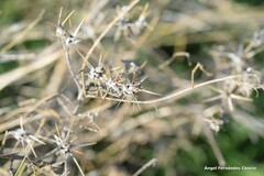 Centaurea solstitialis