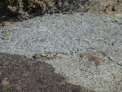 Phrynosoma platyrhinos