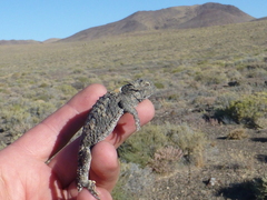 Phrynosoma platyrhinos