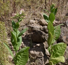 Nicotiana tabacum
