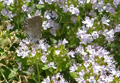 Satyrium abdominalis