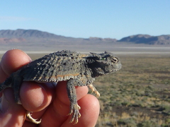 Phrynosoma platyrhinos