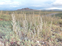 Phrynosoma platyrhinos