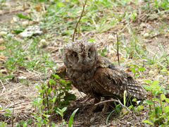 Otus scops