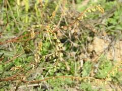 Reseda stricta