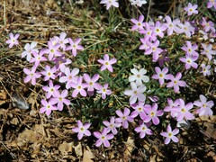 Phlox dolichantha