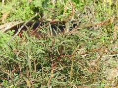 Reseda stricta