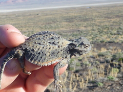 Phrynosoma platyrhinos