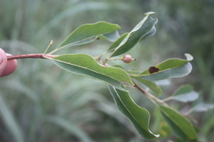 Psorospermum corymbiferum