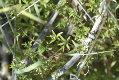 Galium porrigens porrigens