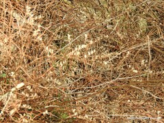 Limonium soboliferum
