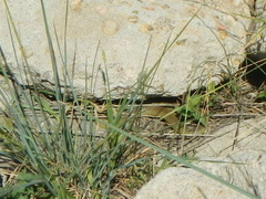 Coluber constrictor flaviventris