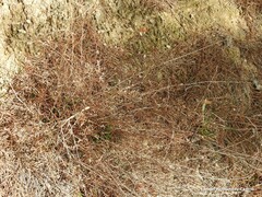 Limonium soboliferum