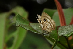 Leucochimona hyphea