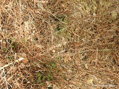 Limonium soboliferum