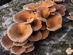 Panus lecomtei