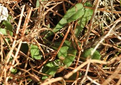 Limonium soboliferum