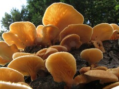 Panus lecomtei