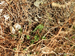 Limonium soboliferum