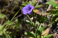 Campanula feijoana