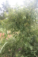 Psorospermum corymbiferum