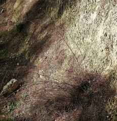 Limonium soboliferum