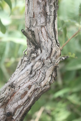 Psorospermum corymbiferum