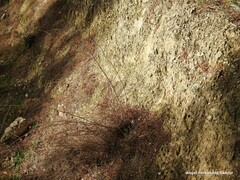 Limonium soboliferum