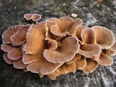 Panus lecomtei