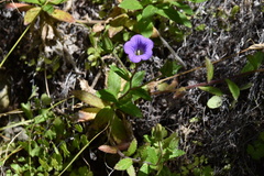 Campanula feijoana
