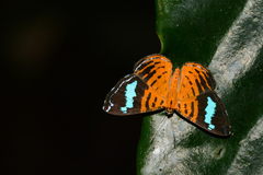Argyrogrammana praestigiosa