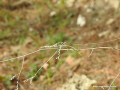 Limonium soboliferum