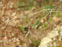Limonium soboliferum