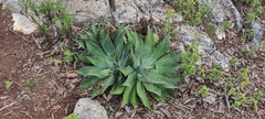 Agave nuusaviorum nuusaviorum