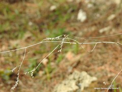 Limonium soboliferum