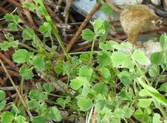 Medicago orbicularis