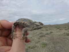 Phrynosoma platyrhinos