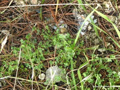 Medicago orbicularis