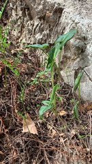 Syngonium podophyllum