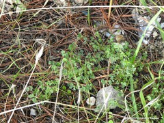 Medicago orbicularis