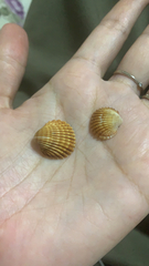 Acanthocardia tuberculata