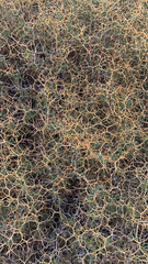Sarcopoterium spinosum