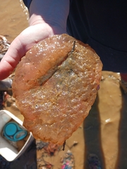 Pectinatella magnifica